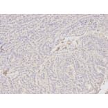 Immunohistochemistry - BID Antibody from Signalway Antibody (32014) - Antibodies.com