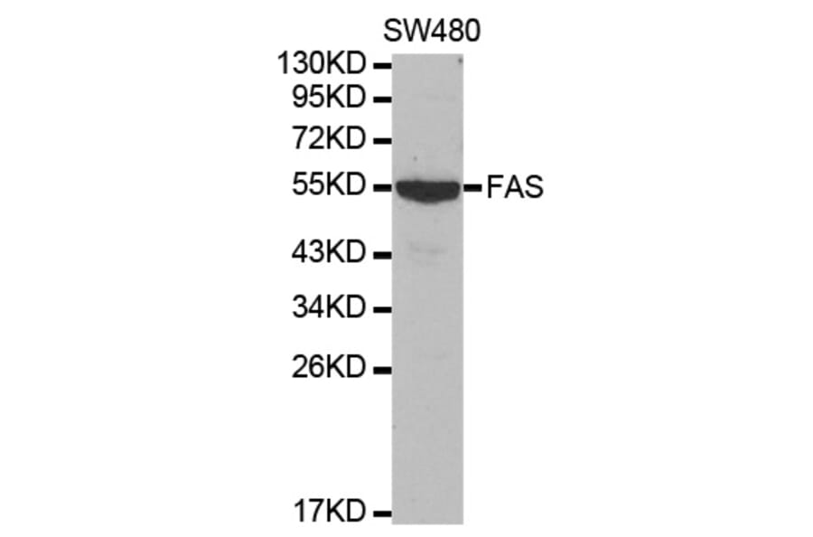 Western blot - FAS Antibody from Signalway Antibody (32031) - Antibodies.com