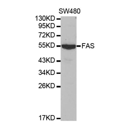 Western blot - FAS Antibody from Signalway Antibody (32031) - Antibodies.com