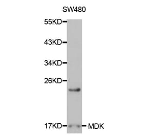 Western blot - MDK Antibody from Signalway Antibody (32043) - Antibodies.com