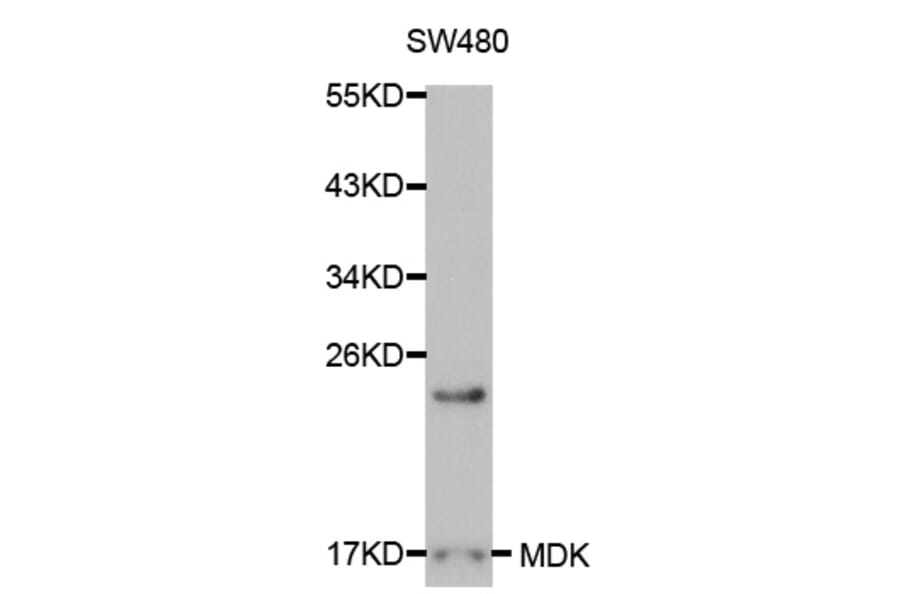 Western blot - MDK Antibody from Signalway Antibody (32043) - Antibodies.com