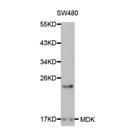 Western blot - MDK Antibody from Signalway Antibody (32043) - Antibodies.com