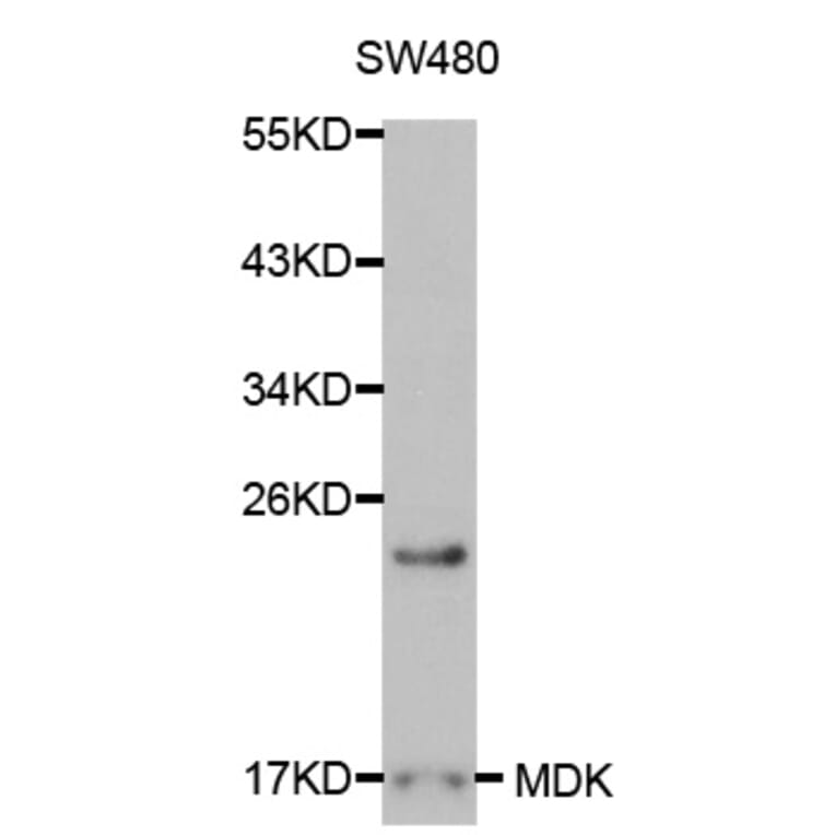 Western blot - MDK Antibody from Signalway Antibody (32043) - Antibodies.com