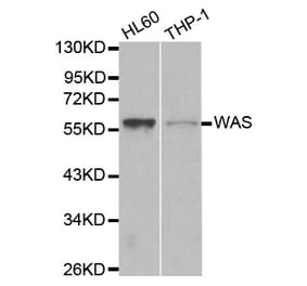 Western blot - WAS Antibody from Signalway Antibody (32105) - Antibodies.com
