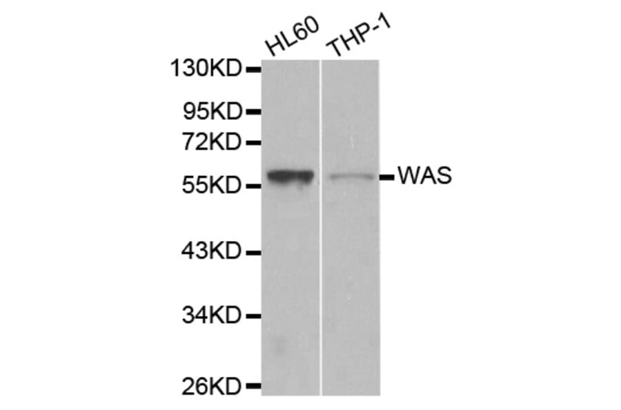 Western blot - WAS Antibody from Signalway Antibody (32105) - Antibodies.com