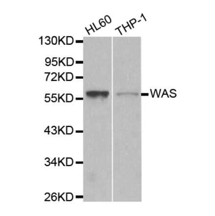 Western blot - WAS Antibody from Signalway Antibody (32105) - Antibodies.com