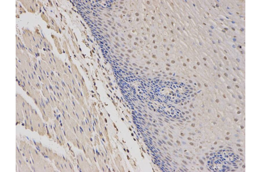 Immunohistochemistry - WAS Antibody from Signalway Antibody (32105) - Antibodies.com