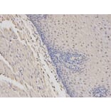 Immunohistochemistry - WAS Antibody from Signalway Antibody (32105) - Antibodies.com