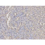 Immunohistochemistry - WAS Antibody from Signalway Antibody (32105) - Antibodies.com