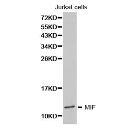 Western blot - MIF Antibody from Signalway Antibody (32271) - Antibodies.com