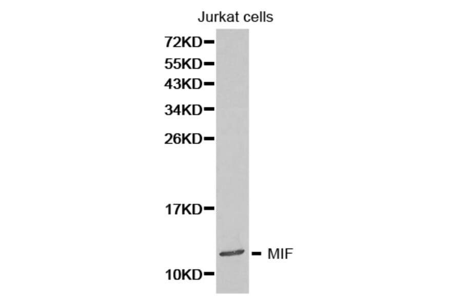 Western blot - MIF Antibody from Signalway Antibody (32271) - Antibodies.com