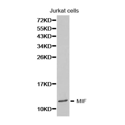 Western blot - MIF Antibody from Signalway Antibody (32271) - Antibodies.com