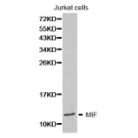 Western blot - MIF Antibody from Signalway Antibody (32271) - Antibodies.com