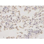 Immunohistochemistry - MIF Antibody from Signalway Antibody (32271) - Antibodies.com