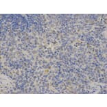 Immunohistochemistry - FGB Antibody from Signalway Antibody (32273) - Antibodies.com