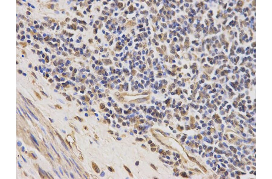 Immunohistochemistry - PAH Antibody from Signalway Antibody (32308) - Antibodies.com