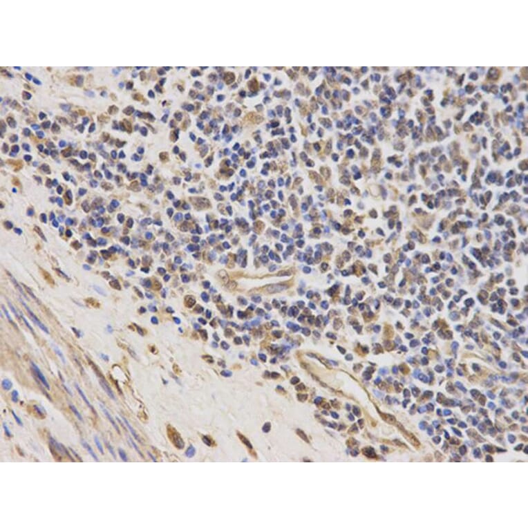 Immunohistochemistry - PAH Antibody from Signalway Antibody (32308) - Antibodies.com