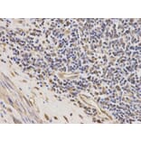 Immunohistochemistry - PAH Antibody from Signalway Antibody (32308) - Antibodies.com