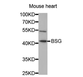 Western blot - BSG Antibody from Signalway Antibody (32312) - Antibodies.com