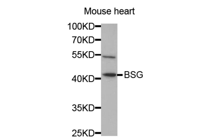 Western blot - BSG Antibody from Signalway Antibody (32312) - Antibodies.com
