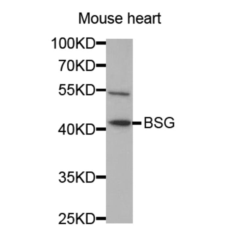 Western blot - BSG Antibody from Signalway Antibody (32312) - Antibodies.com
