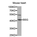 Western blot - BSG Antibody from Signalway Antibody (32312) - Antibodies.com
