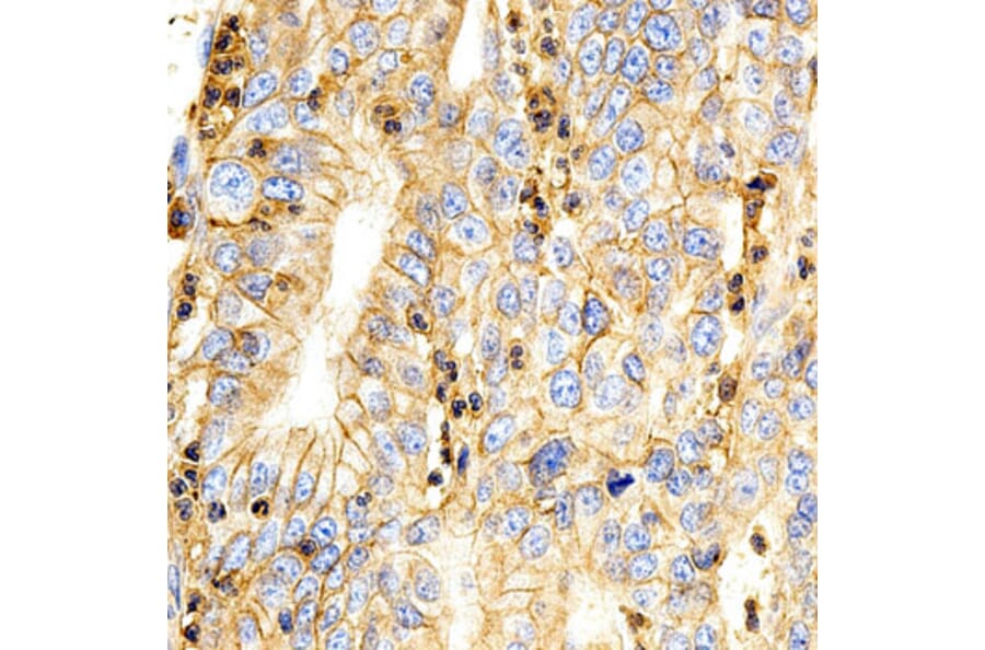 Immunohistochemistry - BSG Antibody from Signalway Antibody (32312) - Antibodies.com