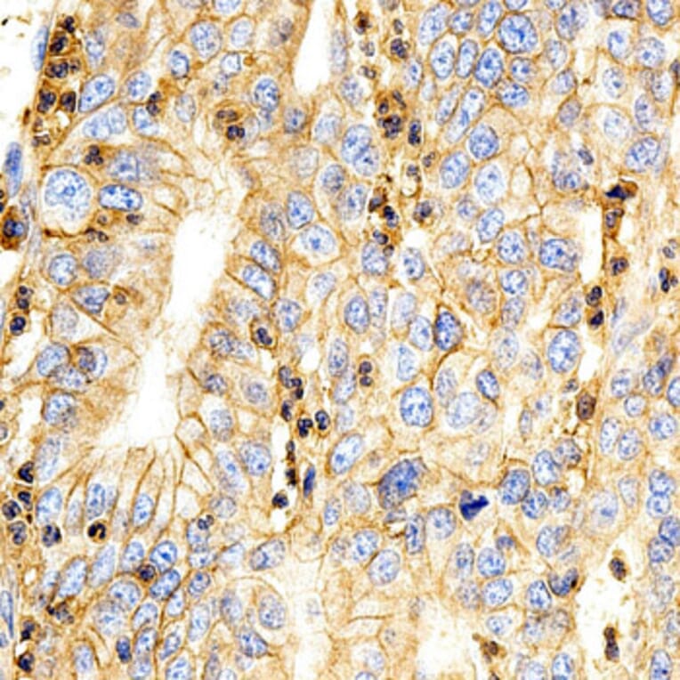 Immunohistochemistry - BSG Antibody from Signalway Antibody (32312) - Antibodies.com