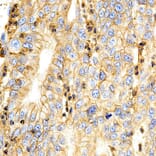 Immunohistochemistry - BSG Antibody from Signalway Antibody (32312) - Antibodies.com