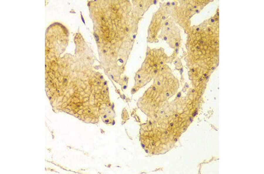 Immunohistochemistry - BSG Antibody from Signalway Antibody (32312) - Antibodies.com