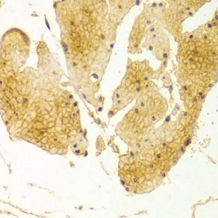 Immunohistochemistry - BSG Antibody from Signalway Antibody (32312) - Antibodies.com