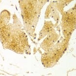 Immunohistochemistry - BSG Antibody from Signalway Antibody (32312) - Antibodies.com