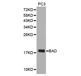 Western blot - BAD Antibody from Signalway Antibody (32330) - Antibodies.com