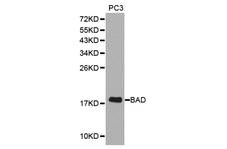 Western blot - BAD Antibody from Signalway Antibody (32330) - Antibodies.com