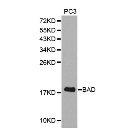 Western blot - BAD Antibody from Signalway Antibody (32330) - Antibodies.com