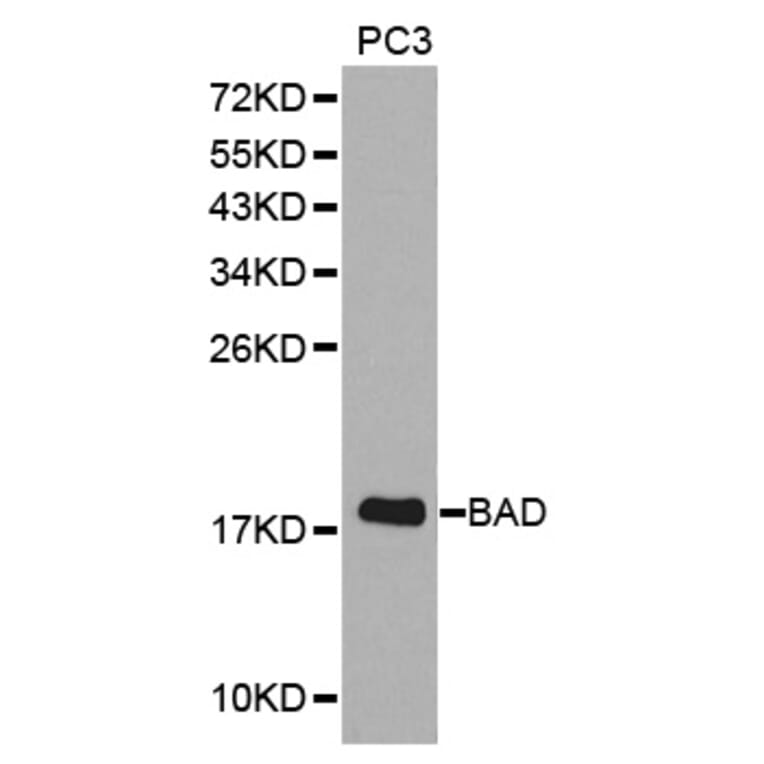 Western blot - BAD Antibody from Signalway Antibody (32330) - Antibodies.com