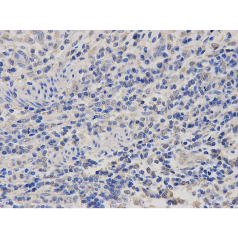 Immunohistochemistry - PRL Antibody from Signalway Antibody (32345) - Antibodies.com