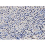 Immunohistochemistry - PRL Antibody from Signalway Antibody (32345) - Antibodies.com