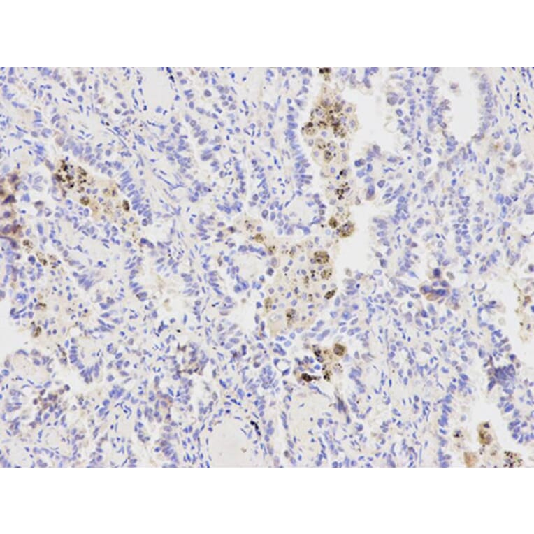 Immunohistochemistry - XPA Antibody from Signalway Antibody (32352) - Antibodies.com