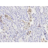Immunohistochemistry - XPA Antibody from Signalway Antibody (32352) - Antibodies.com