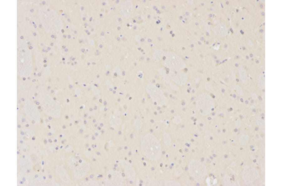 Immunohistochemistry - XPA Antibody from Signalway Antibody (32352) - Antibodies.com