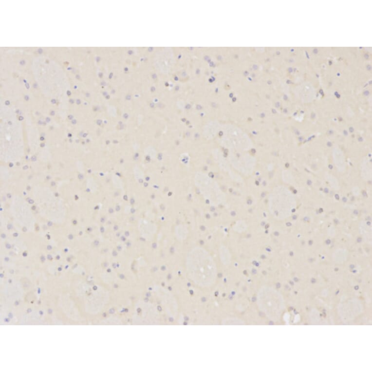 Immunohistochemistry - XPA Antibody from Signalway Antibody (32352) - Antibodies.com