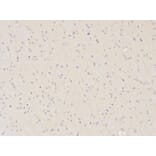 Immunohistochemistry - XPA Antibody from Signalway Antibody (32352) - Antibodies.com