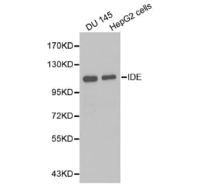 Western blot - IDE Antibody from Signalway Antibody (32354) - Antibodies.com