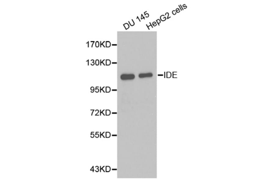 Western blot - IDE Antibody from Signalway Antibody (32354) - Antibodies.com