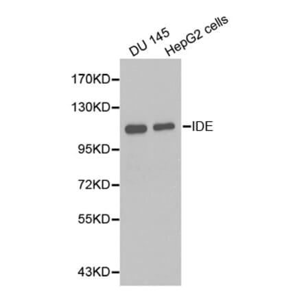 Western blot - IDE Antibody from Signalway Antibody (32354) - Antibodies.com