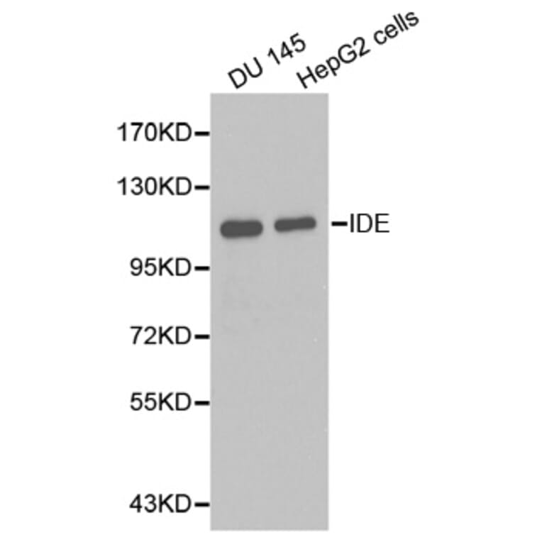 Western blot - IDE Antibody from Signalway Antibody (32354) - Antibodies.com