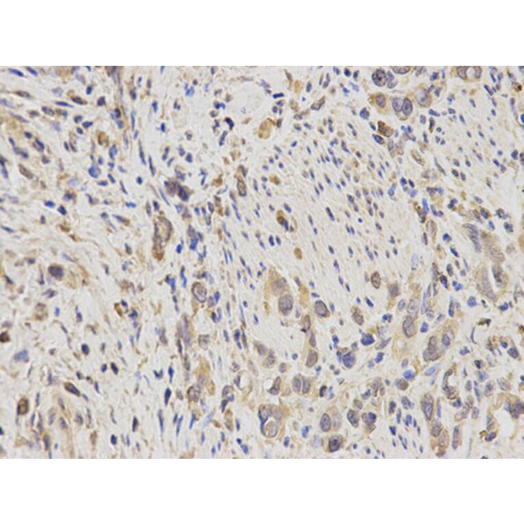 Immunohistochemistry - IDE Antibody from Signalway Antibody (32354) - Antibodies.com