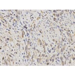 Immunohistochemistry - IDE Antibody from Signalway Antibody (32354) - Antibodies.com