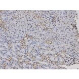 Immunohistochemistry - F12 Antibody from Signalway Antibody (32389) - Antibodies.com